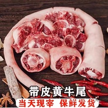 现杀带皮牛尾新鲜带肉整根原切散养黄牛商用牛骨头新鲜带肉牛尾巴