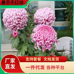 һ�����l�ļ��ջ����ջ�С�ջ�����ƹ�Ҿպ��m��ʳ�þջ�����B