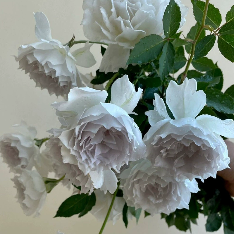 Дропшиппинг Гавриил Архангел, розы, саженцы, большие цветы, ароматные круглый год, цветы для балкона и зеленые растения, горшечные растения