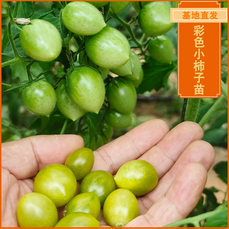 Шоугуан Разнообразные рассады томатов