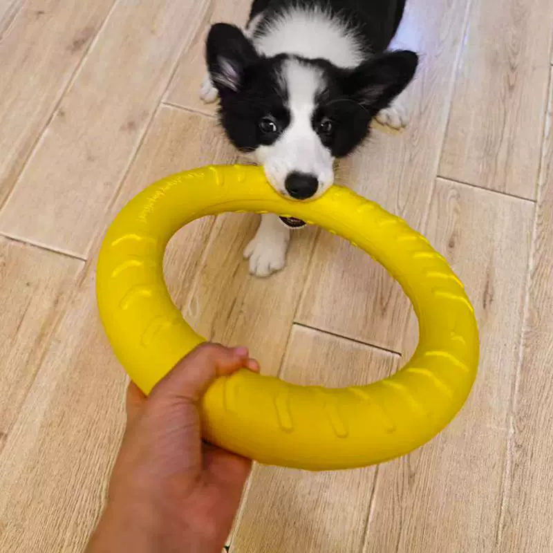 Toy, frisbee, interactive ring for training, getting rid of boredom
