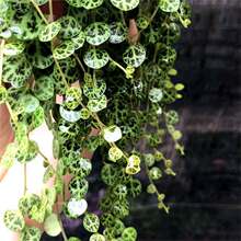 �~���~������ ���猚ʯ���������M�����ָ��ױ���Gֲ���Ե��m