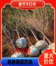 批发红妃樱桃苗南方甜樱桃树苗可盆栽地栽大樱桃当年结果苗