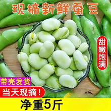 现摘新鲜蚕豆农家带壳生蚕豆罗汉豆兰花胡豆佛青豆荚蔬菜5斤包邮