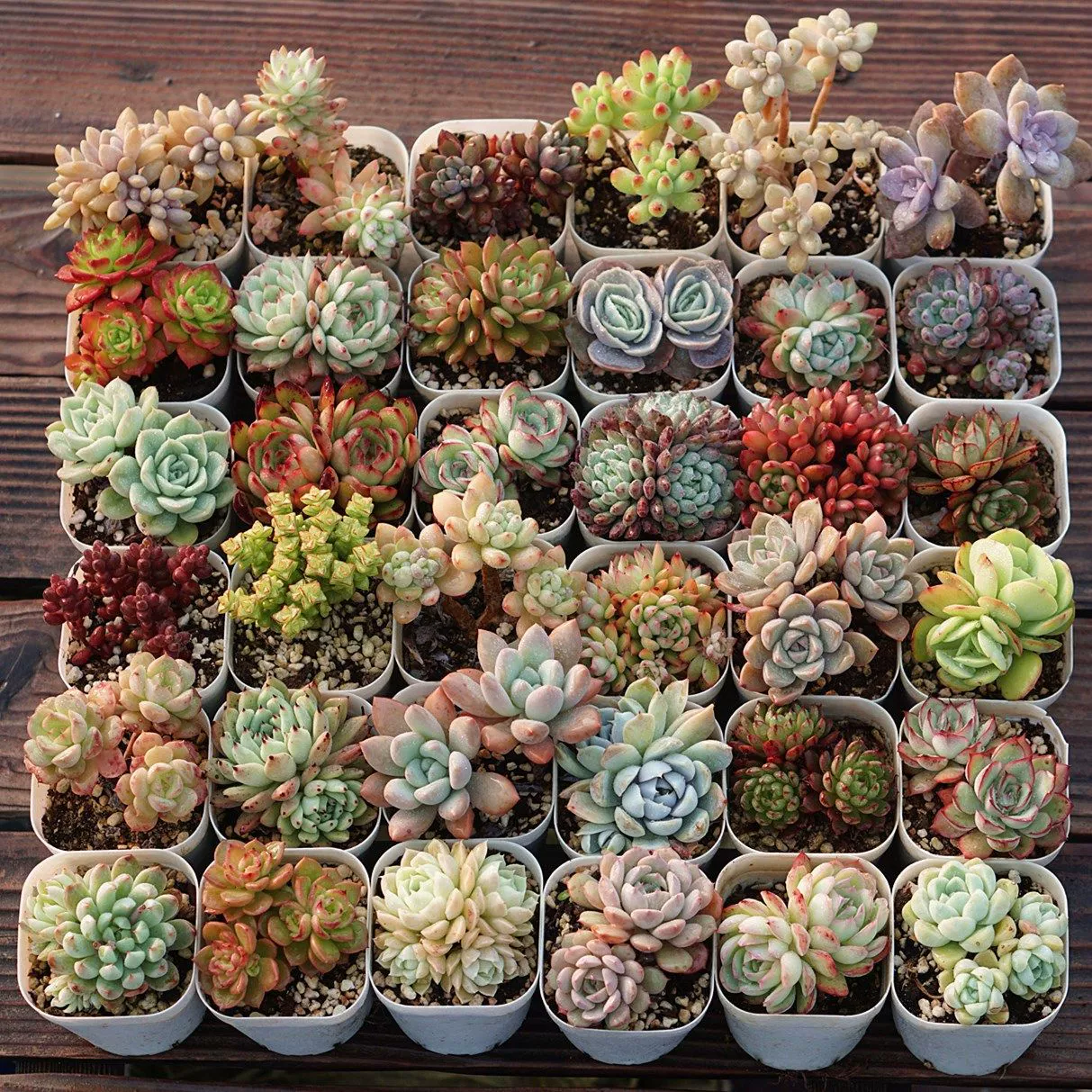 Садовые суккуленты