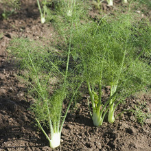 ��ͥ�̨�߲�����С����N�ӑ�������z�˹�����ș�����Ã������