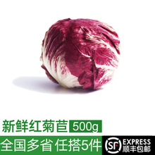 红菊苣500g 落地红球生菜新鲜蔬菜沙拉食材 西餐配菜 紫苣