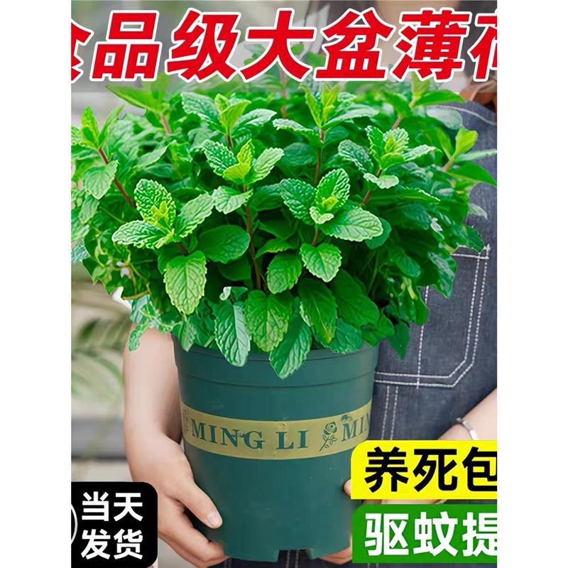 Mint Potted Edible Hydroponic Indoor Mosquito Repellent Plant Mint Leaves Easy to Grow All Year Round Lemon Spearmint Rosemary