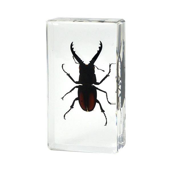 7.3CM medium stag beetle with black back and yellow edge