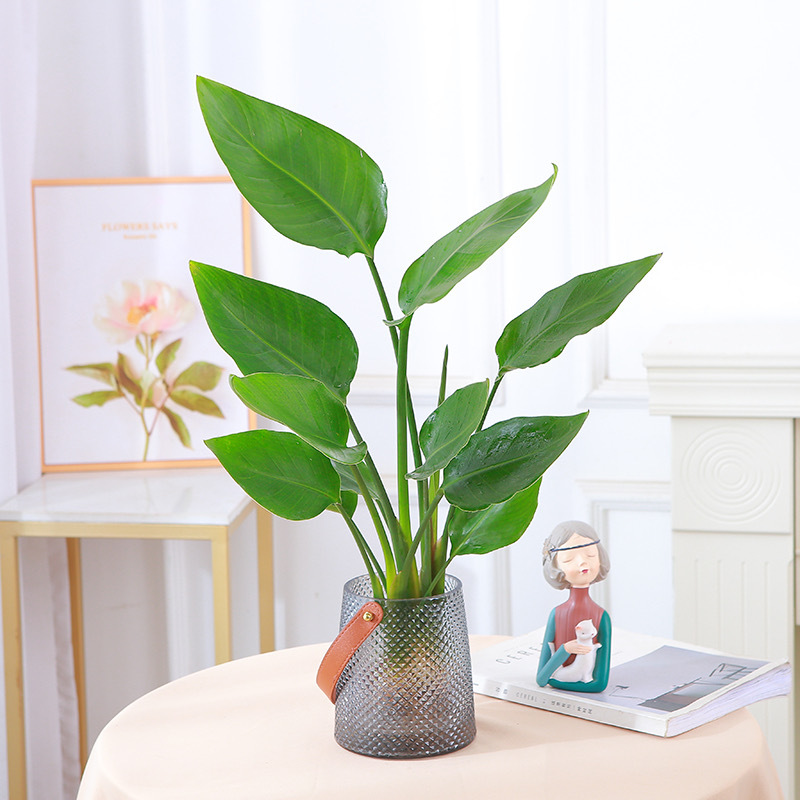 극락조 50-60cm [3그루] + 핸드백 꽃병