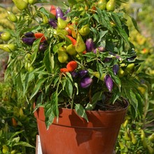 �����^�p���N�ӳ���ʽ�ʳ���𽷷N���ļ����N�׻��̨���԰��]