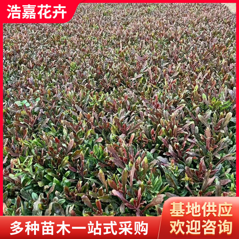 山桃草 千鸟花红花 粉花山桃草室外种植花卉宿根耐寒植物 山桃草