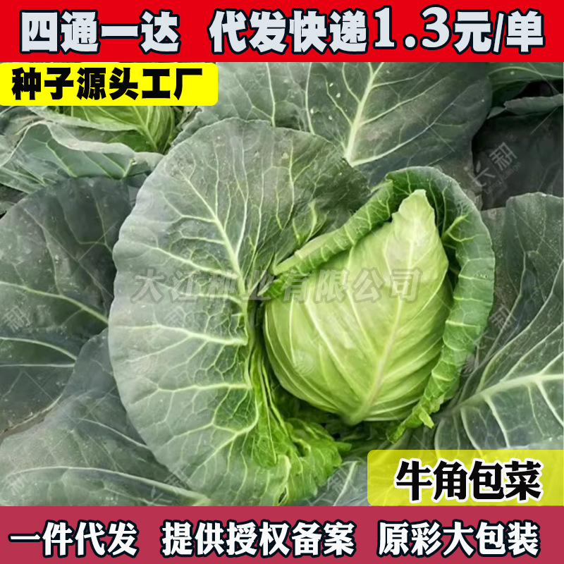 水果甘蓝种子春丰牛心炮弹甘兰包菜种籽春秋越冬阳台青菜蔬菜种孑