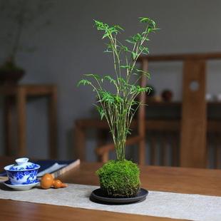 Moss Ball Plant Rice Bamboo Red Guanyin Bamboo Jinming Bamboo Hydroponic Bonsai Living Room Indoor Desktop Ornamental Bamboo Potted Plant