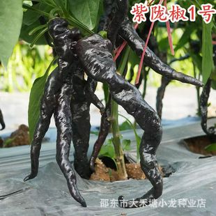 ���]���N����ɫ�����N�Ѻ��ݽz�������ļ��r���̨�߮a�߲���