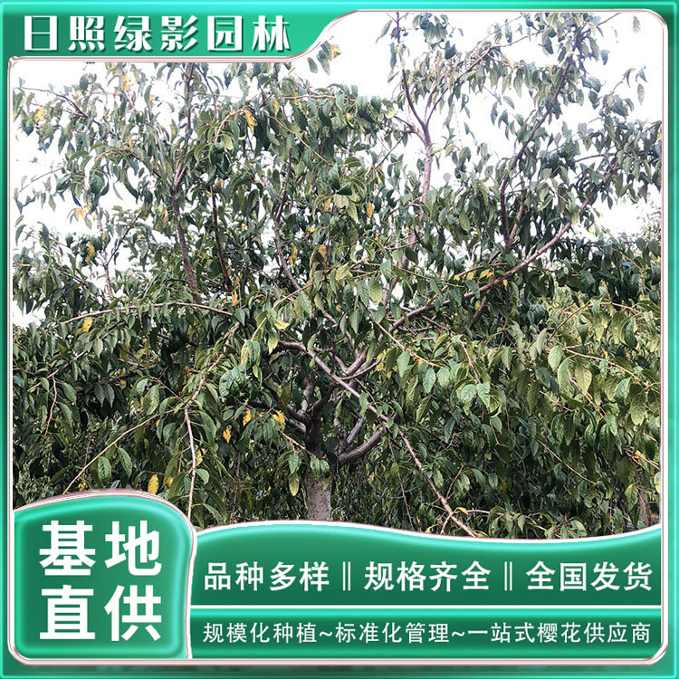 10582381267062335689 副本.jpg