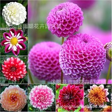 批发跨境种子大丽花种球球根花卉地瓜花大丽花种子地瓜花量大优惠