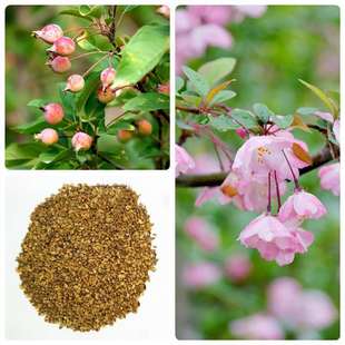 ɽ���ӷN�����N��ɽ�G�Ӽ޽��O����N����ľ�N��ԭ�����ķN��