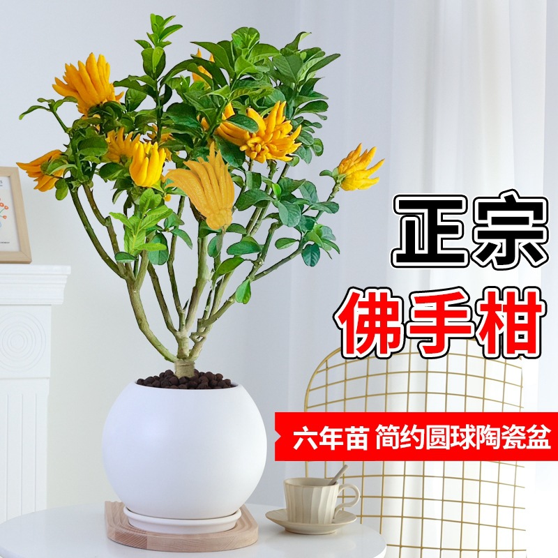 베르가못 6년근 더미 + 원형볼 세라믹 화분(과일단계에 과일포함)