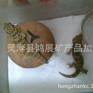 ���a�ӹ�������ɫ�}ɳ  �}ɰ  ���} �}�� �}ʯ�w��