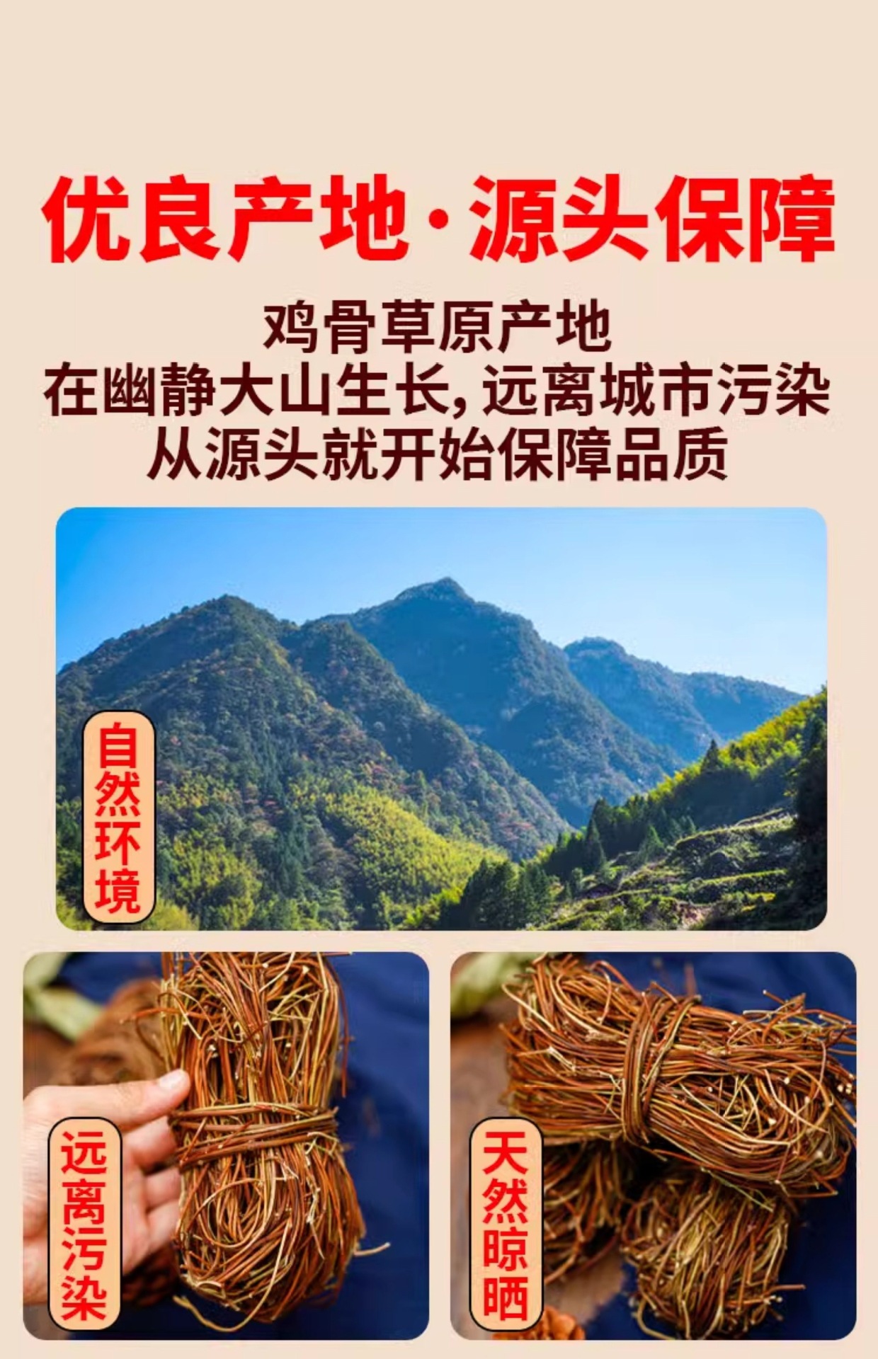 Ji Gu Cao Chicken Bone Grass Dried Herb 500g Traditional Soup Ingredient Wild Harvested Guangdong key features