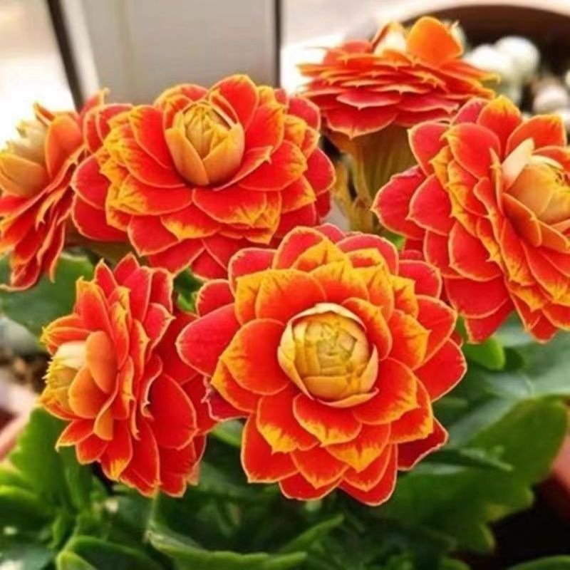 f3e9ff38-1b7d-4d5a-ba85-506a92535c2d.jpe