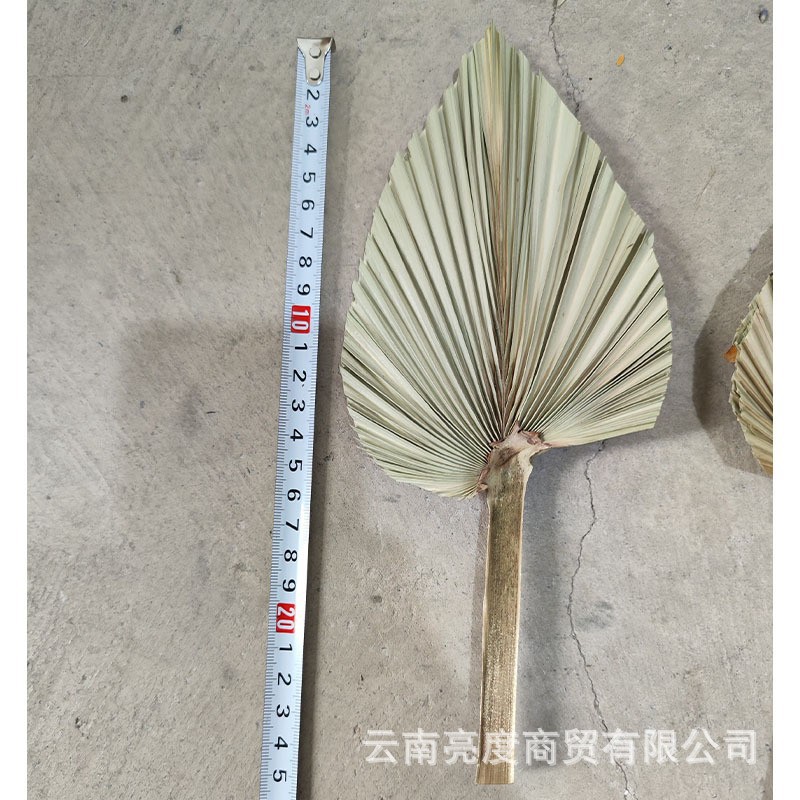 미니 cattail 잎 짧은 막대 (11*24cm)