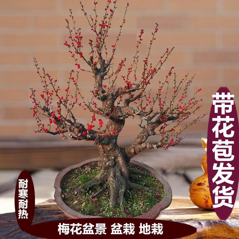 带花苞发货)梅花树苗盆栽红梅盆景花卉绿植一件代发工厂包邮