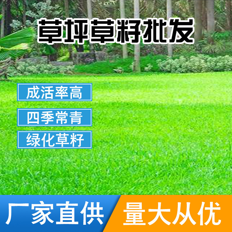 草坪种子护坡固土狗牙根马尼拉四季常青边坡绿化黑麦草高羊茅草籽