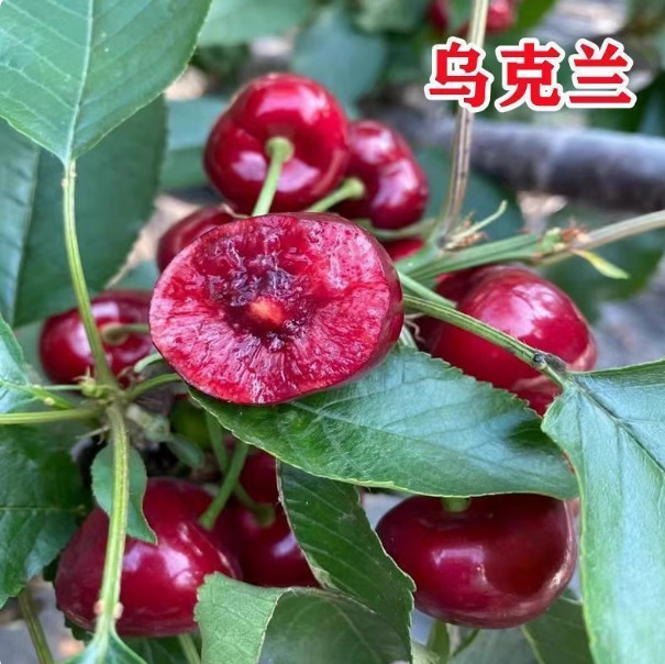车厘子树苗樱桃树苖南方北方种植盆栽庭院果树矮化樱桃树大樱桃苗