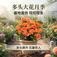 �������Z�д���õ���辰�¼���ɫ�r�G��\�m�л����L̨ͤ