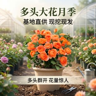 �������Z�д���õ���辰�¼���ɫ�r�G��\�m�л����L̨ͤ