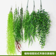 ֲ��b���ֲ��ٻ����z���ݾG�}��˹ˮ�ݱڒ���b�ٗl�پGֲ