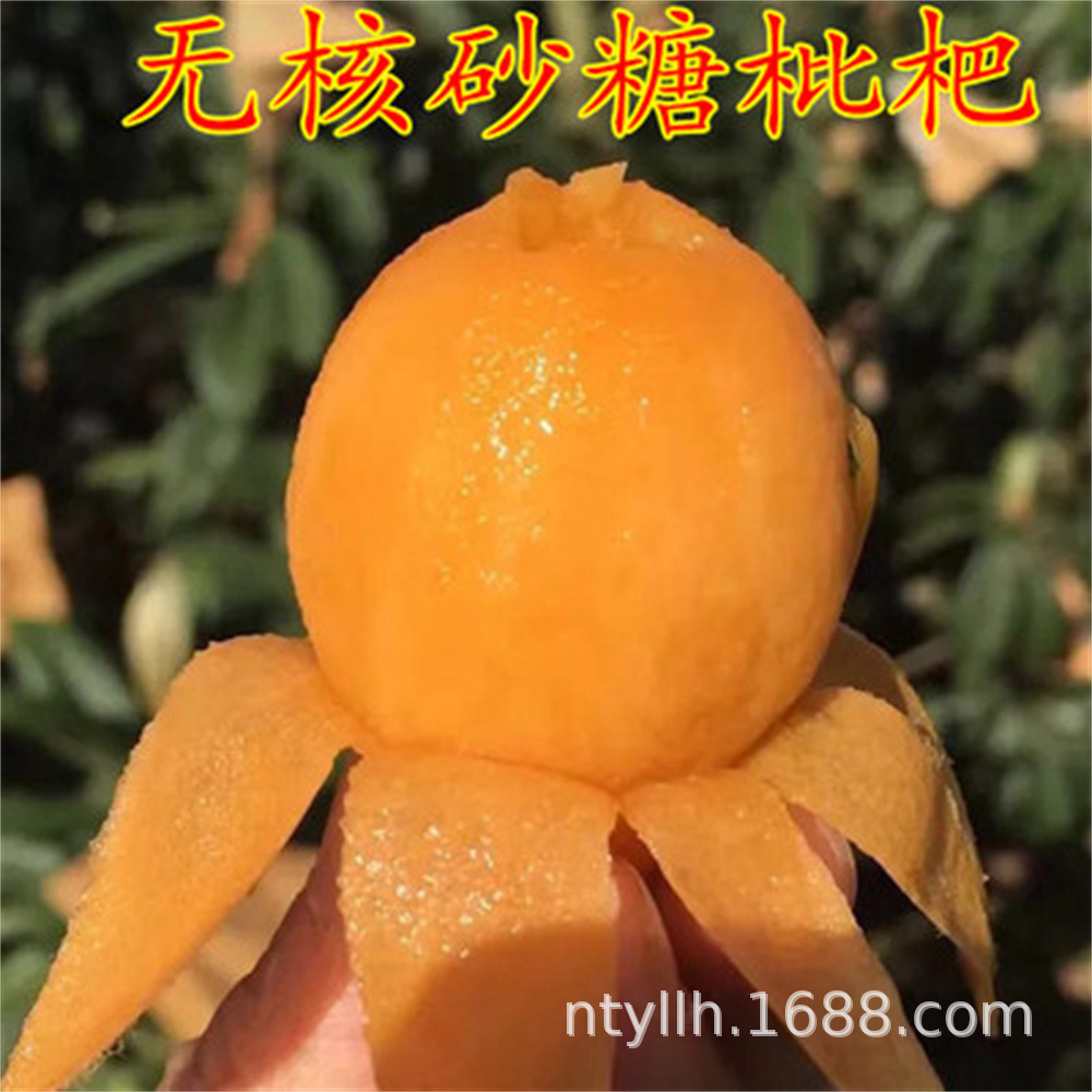 陕西新品种无核砂糖枇杷树苗盆栽地栽无籽枇杷苗嫁接果树苗枇杷树