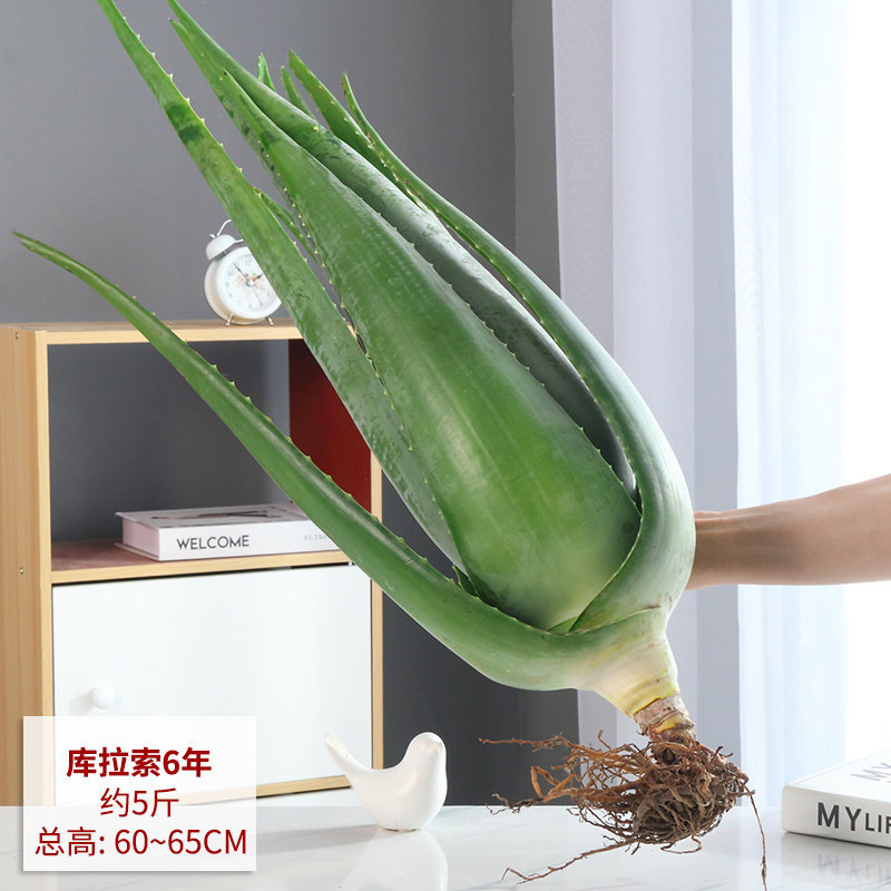 Curaçao aloe vera 6-year-old seedling