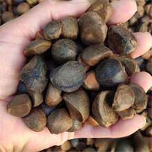 赣南山油茶籽油茶种子山茶籽榨油料自榨茶仔山茶子果茶油仁木子