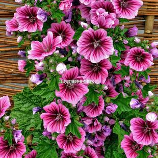 �\���N���ļ����ﲥ�ͺ����ܷN�������Ϸ�Խ���G�����X�ϻ����N��