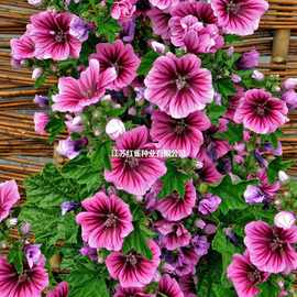 锦葵种子四季春秋播耐寒花卉种孑盆栽南方越冬荆葵金钱紫花葵种籽