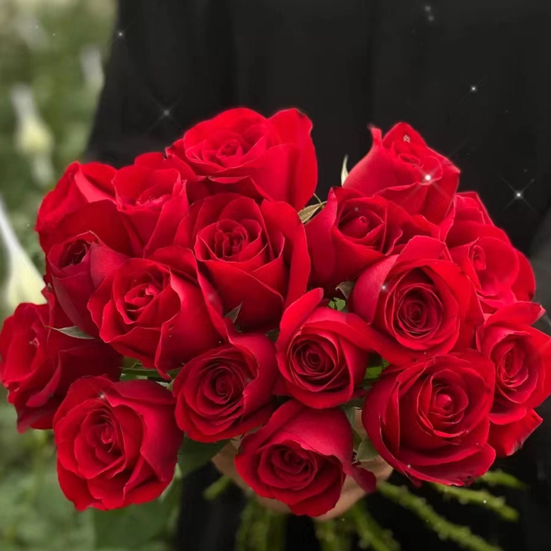 大红色花苗盆栽老桩卡罗拉阳台庭院特大花浓香四季开花卉带花玫瑰