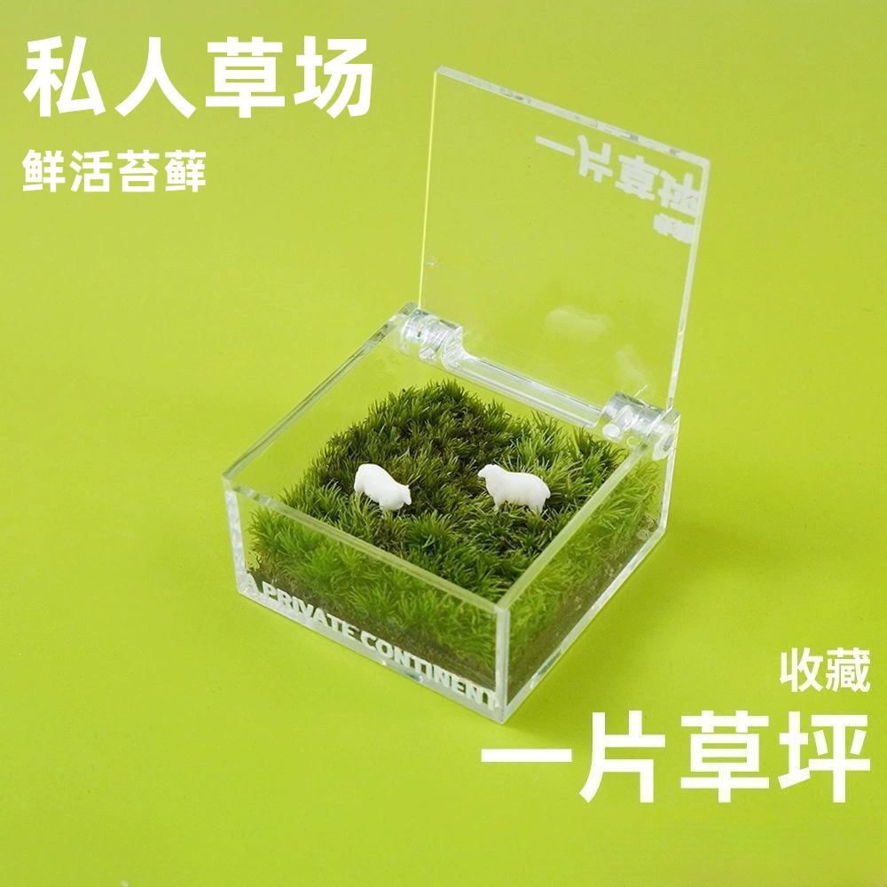 Кастомизированный ленивый мох для микроландшафта, настольное украшение для офиса, зеленые растения, DIY, подарок на выпускной сезон, экологическая коробка