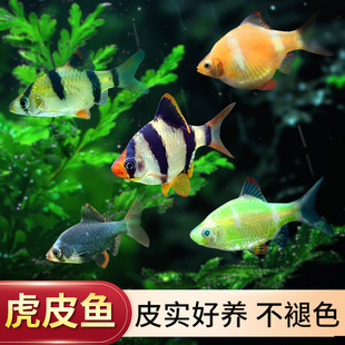 ��Ƥ�~�Ꭷ�~�^�p�~�G��Ƥ��Ƥ��ʹ�~���ֺ��B�ͻ�С�ͻ��w�~