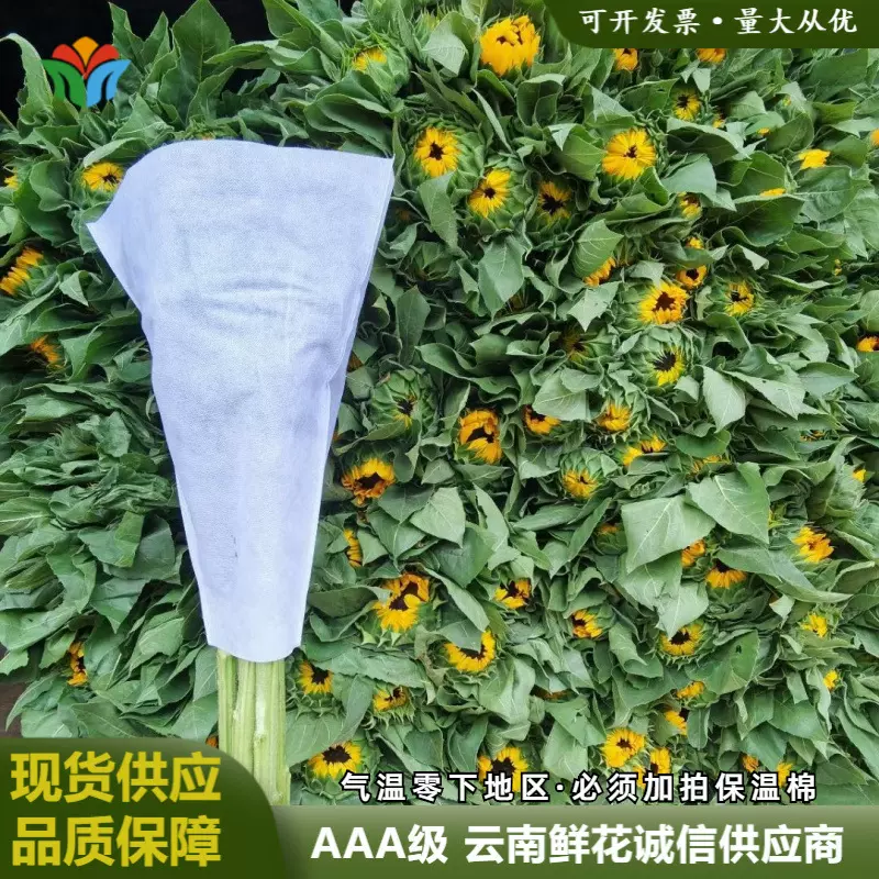 新鲜向日葵鲜花教师节日鲜切花批发云南基地直发花束配花鲜切花