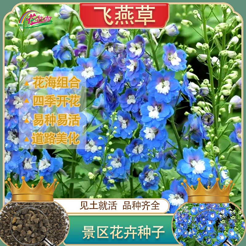 Многолетние морозостойкие и засухоустойчивые Крупноцветковые Семена цветов Дельфиниума Легко расти и жить Семена цветов Дельфиниума Сад Пейзаж Трава Семена Цветов