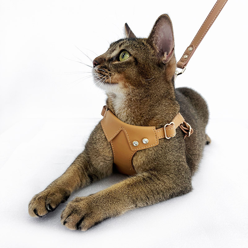 批发原创真皮宠物狗狗猫咪胸背带牵引绳项圈中小型犬跨境工厂Dego|undefined