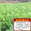 Beidou Seven -Star Grand Silkworm Bean Seed Seeds Seeds High -yield Spring, Summer Autumn and Winter Four Seasons Balcony Vegetable Laibi Seed