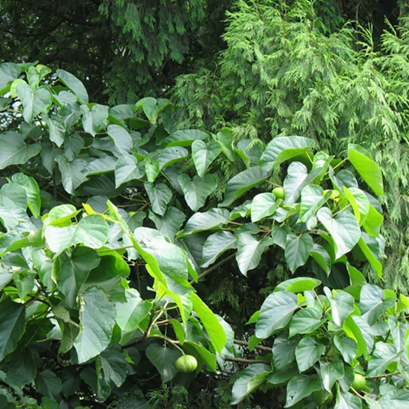 Оптовая продажа семян масличных и лесных деревьев, собранных в этом году, гарантированное качество, высокая всхожесть, большие объемы, скидки.