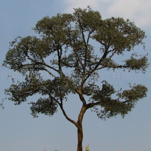 Студент модель Учебник Модель поезда Дерево Песочный стол Модель дерева W193