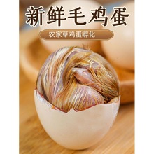 ����ë�u�����l���r���u���u�뵰�����u�ߵ��P�˵�ϲ����������