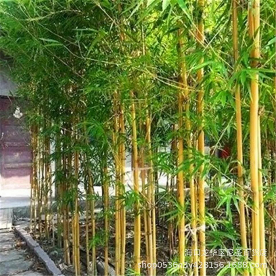 大楠竹种子楠竹种毛竹苗庭院竹子根竹南竹北方耐寒植物亚马逊种子-阿里巴巴