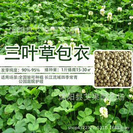 批发红三叶草种籽工程四季好种易活护坡绿化红白三叶草种子四叶幸